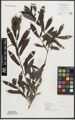 Foto von Salix purpurea L.